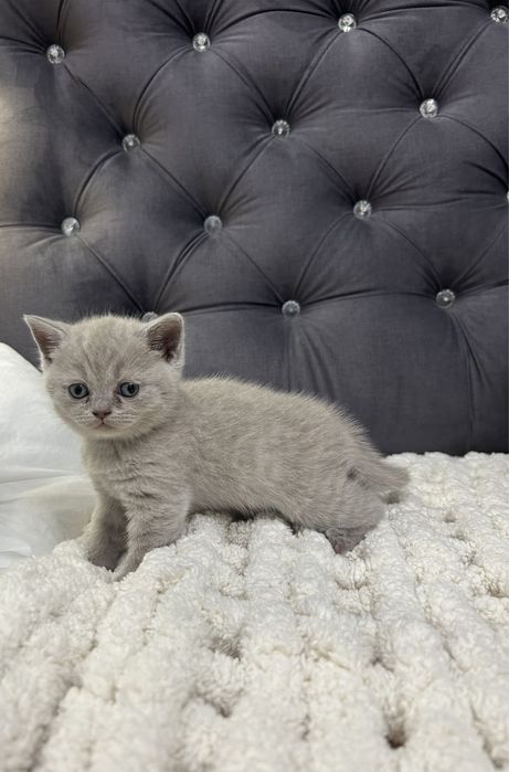 Pisicuță British Shorthair Lila