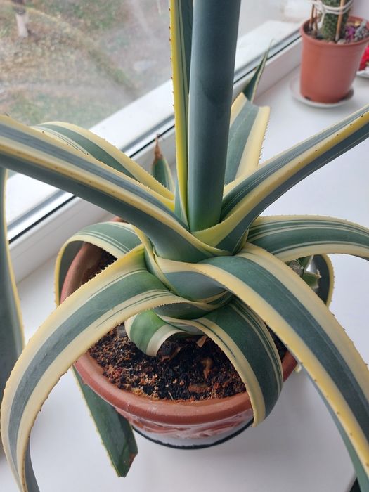 Агава американская