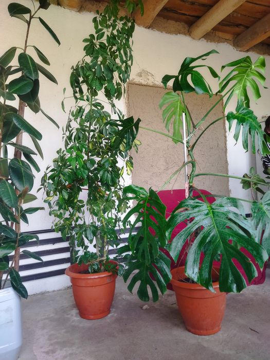 Домашний цветок .