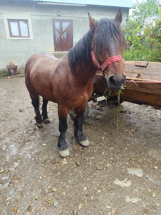 De vînzare harmasar