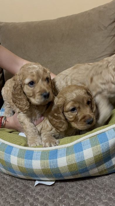 Малки и игриви кученца КОКЕРШПАНЬОЛ