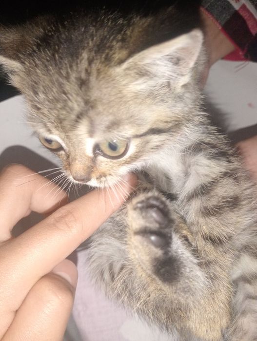 Милая котик глаза красивая