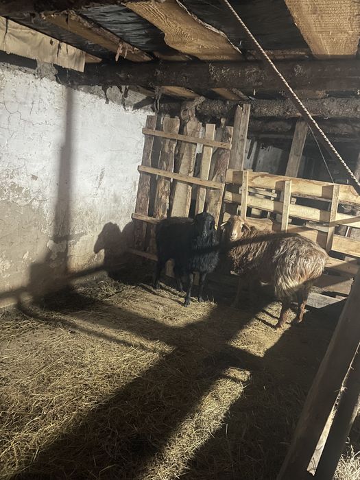 продам 2 барана по 70000 тг