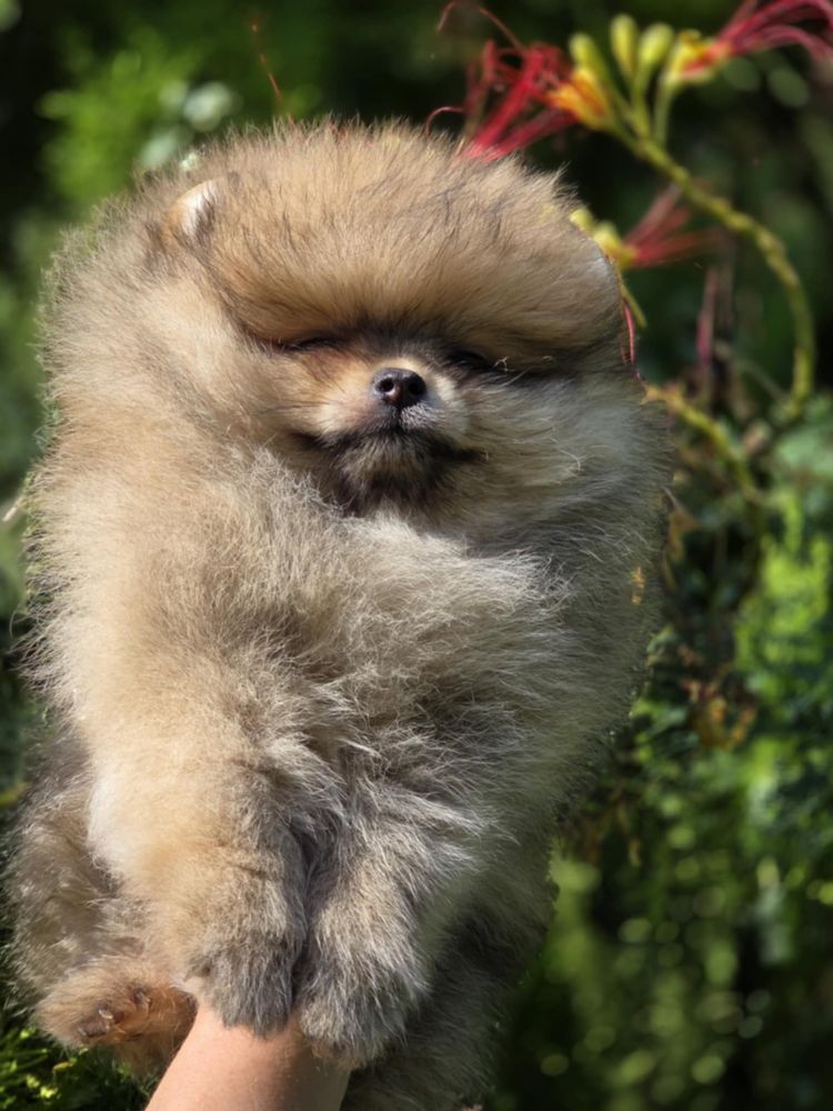 Pomeran Bear face