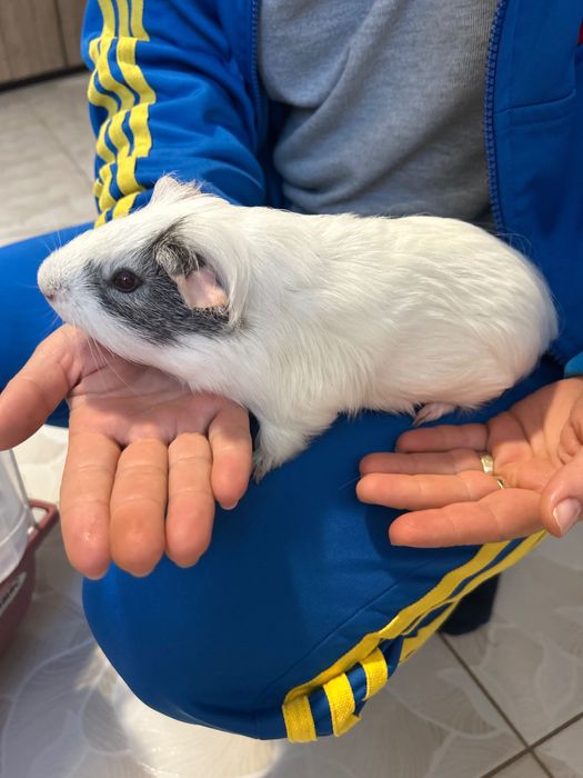 Porcușori de Guineea