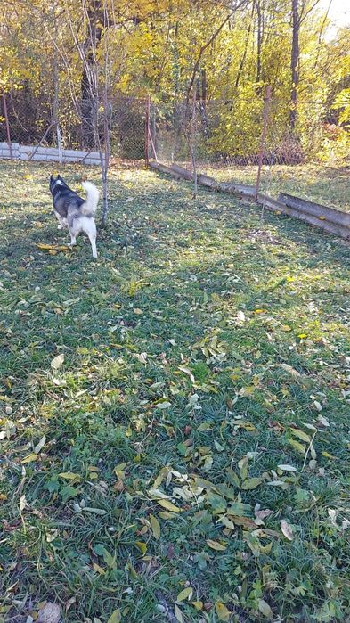 Husky pentru adopție mascul și femelă