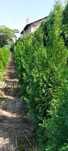 Thuja occidentalis var. smaragd din producție proprie