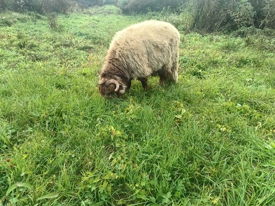 Berbec de vânzare, vârstă 10 luni