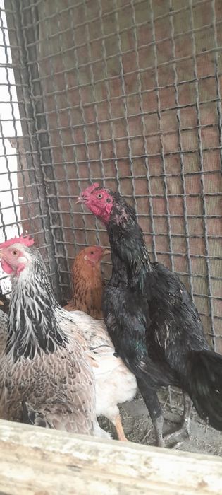 Петух ,    қораз