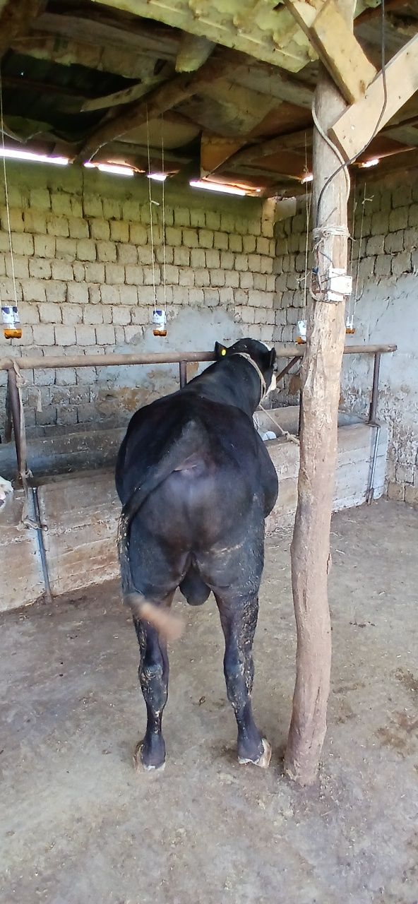Mikki mouse toza qonli boqma .sifatli yeb ichishlari zo'r sog'lom