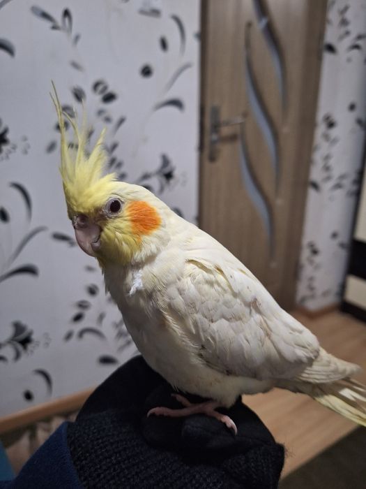 Papagal Nimfă cu obrăjori