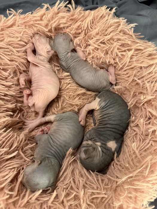 Котята свинкса лысые котята