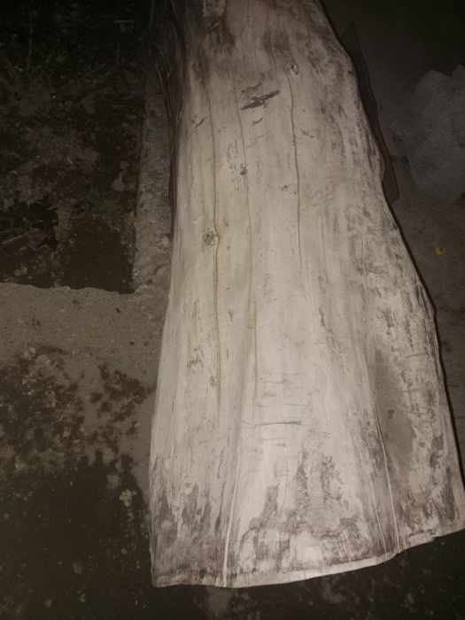 Срочно продам высушенный ствол ореха готовый к изготовлению мебели.