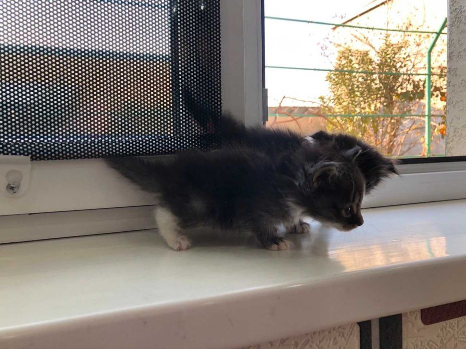 Отдаю котят ДАРОМ