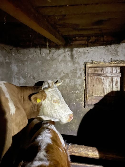 Vând vacă cu vițel