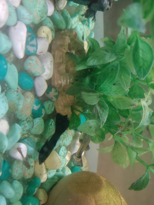 Продаю аквариумных рыбок МОСКОВСКИЕ ГУППИ