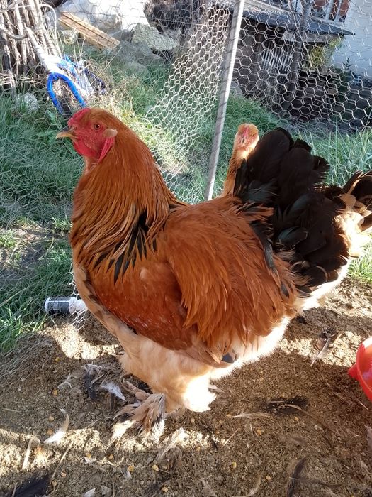 Cocosi brahma col galben !