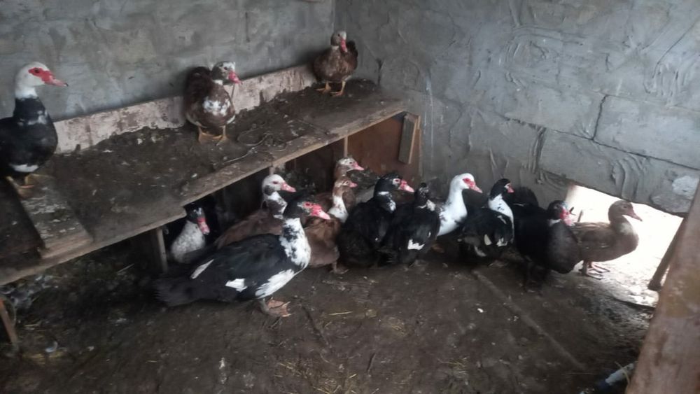 Продаю  индоуток семью