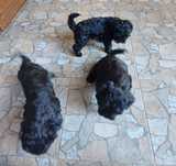 Ofer spre adopție 3 căței poodle 
3 băieți de culoare neagră,cu carne