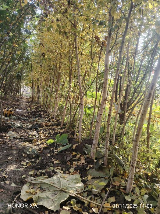 Берёза дарахтлари сотилади.