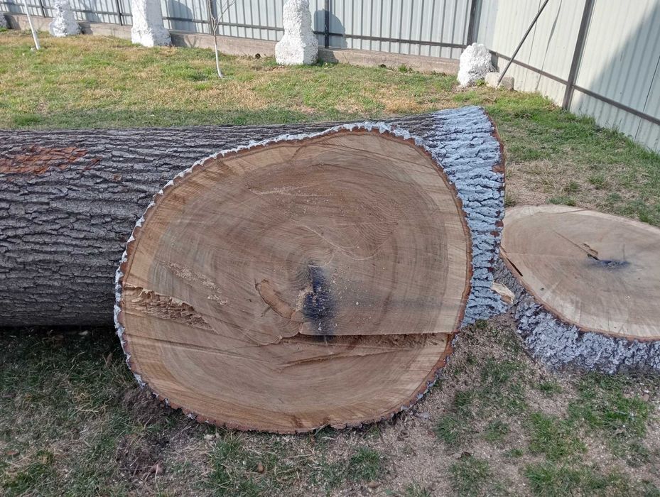 Vând stejar lungime de 6 metri