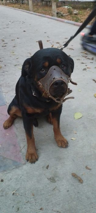 Продам собаку Ротвелера
