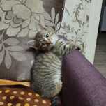 Котёнок в хорошие руки