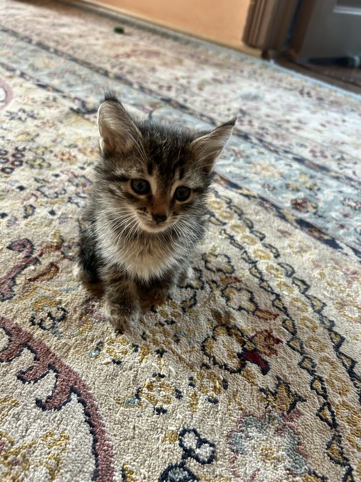 Бесплатно котята