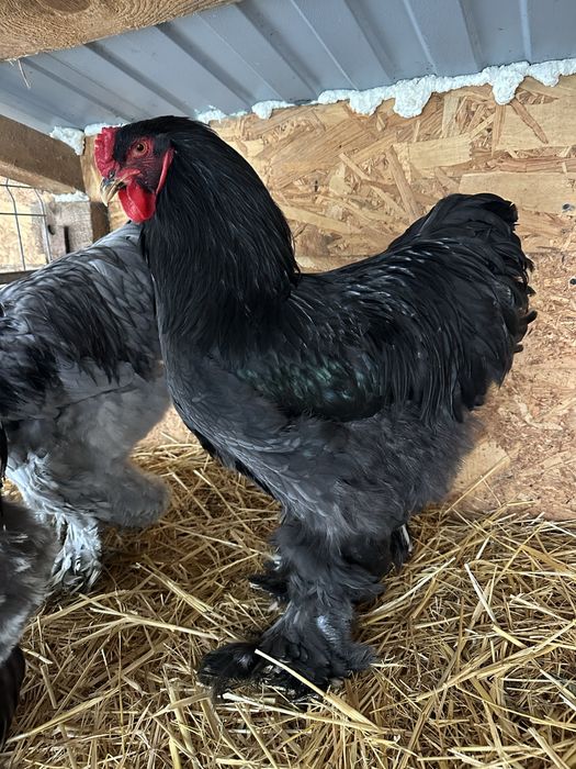 Cocosi brahma bobat si negru