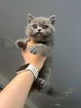 British shorthair