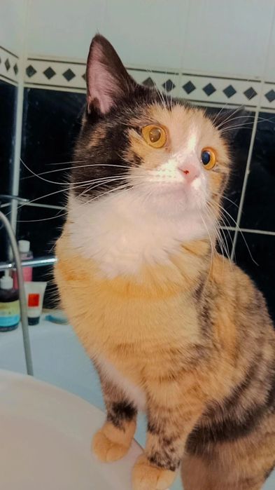 Хэппи. ПРИВИТА и стериоизована