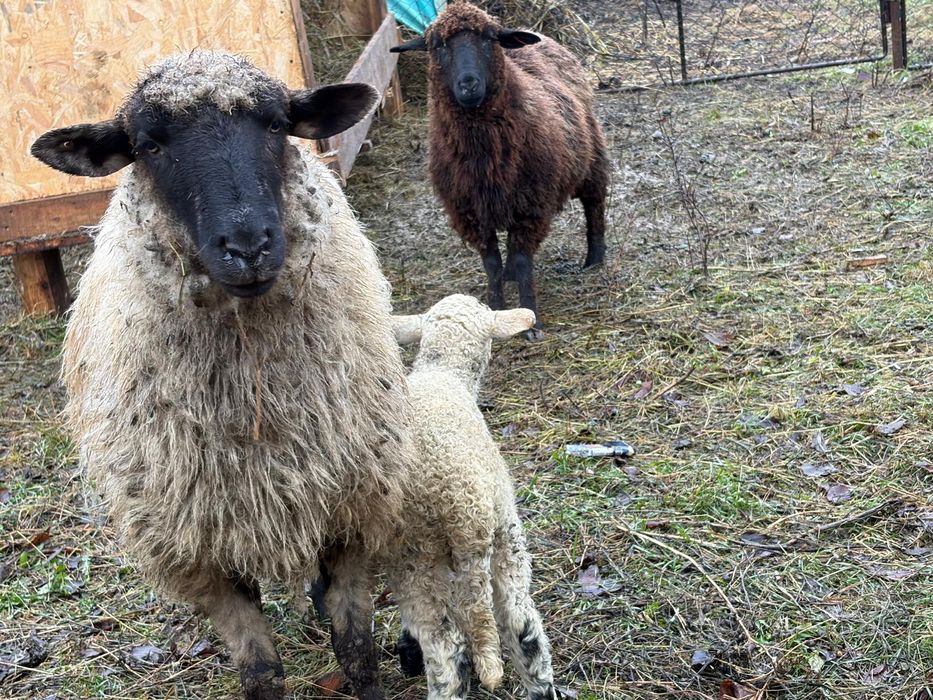 Oi de vânzare 12 buc