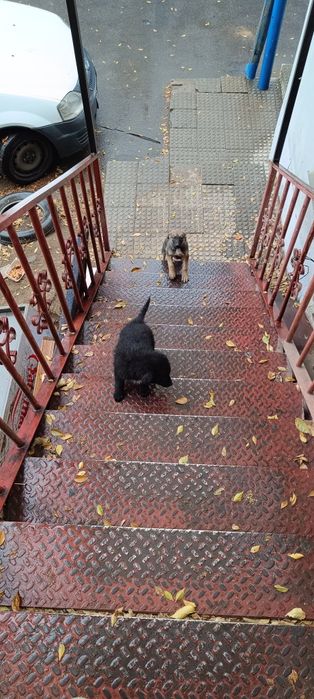 Щенки дворняжки в хорошие руки