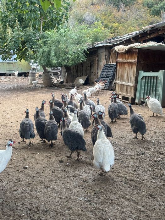 Продавам млади токачки