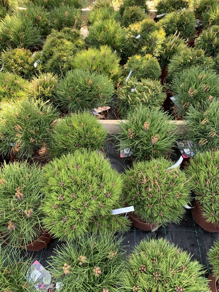 Pinus Negra Marie Bregeon plante ornamentale