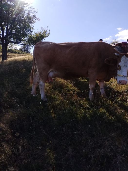 Vand Vaca Baltata Romaneasca cu vitel