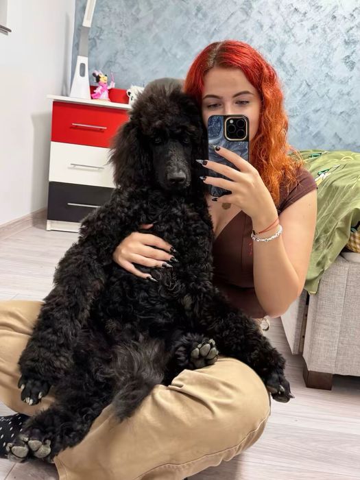 Ofer cazare animale pet sitter pisici