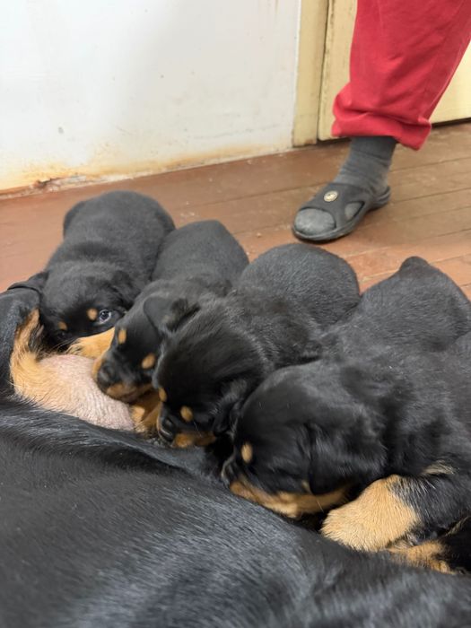 Ротвайлери бебета