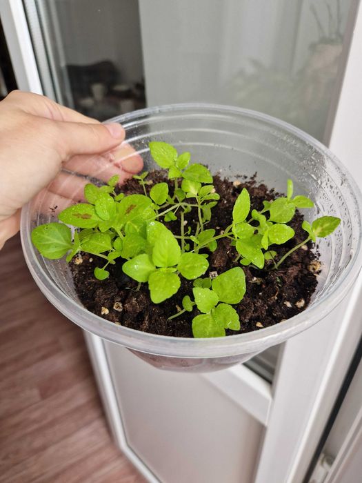 Колеусы черенки, разные