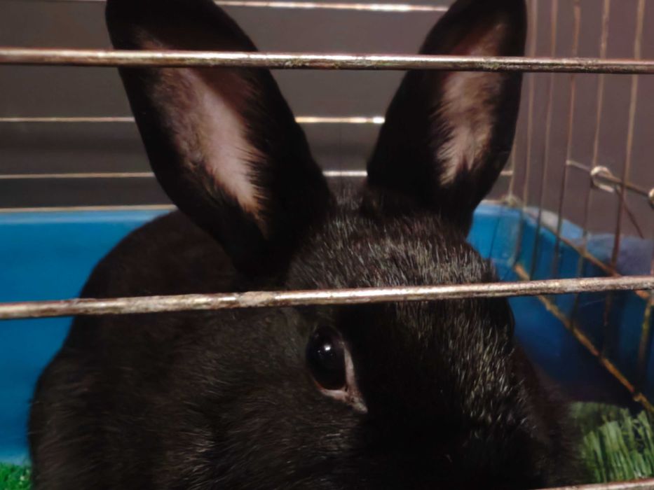 Холандски джуджета