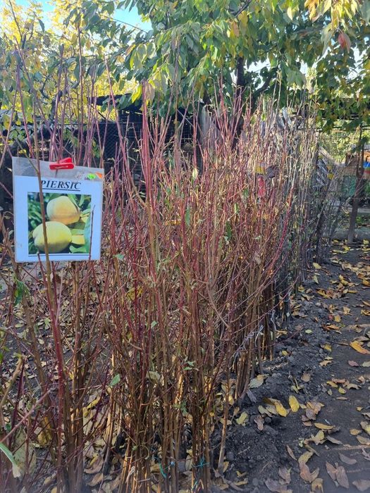 Pomi fructiferi altoiti