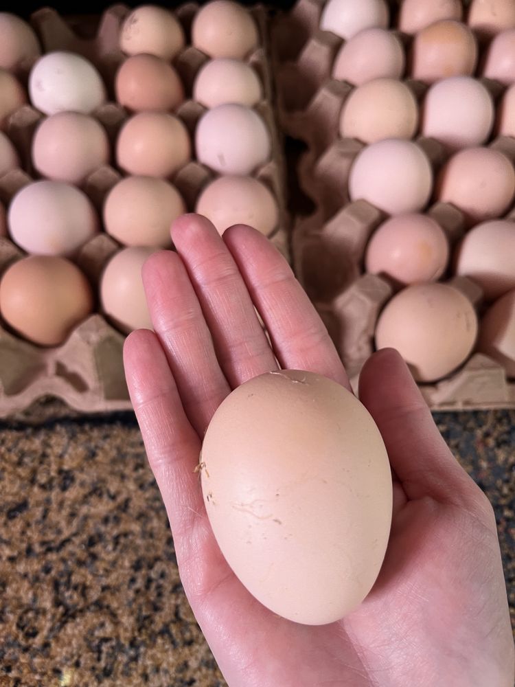 Джерсийский гигант инкубационное яйцо
