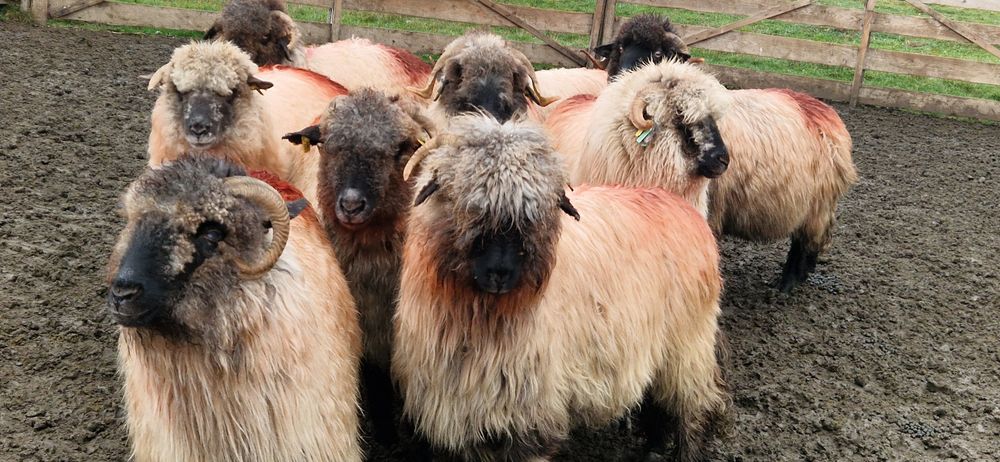 Oi țurcane bucalăi