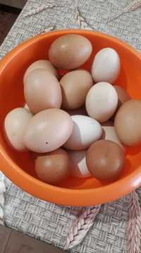 Vând oua de găină