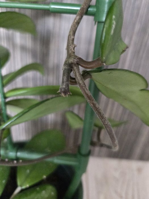 Hoya Carnosa, Lacrima Maicii Domnului cu pedunculi