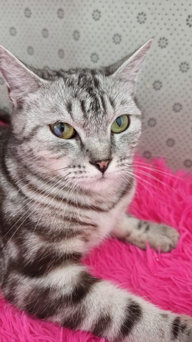 Котики и кошечки ждут любящих хозяев