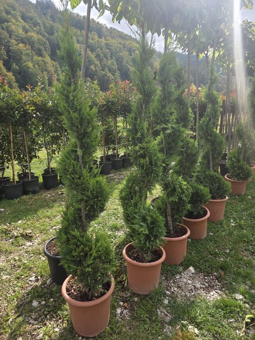 Amenajare gradini cu plante ornamentale