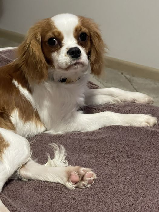 Cavalier King Charles Spaniel