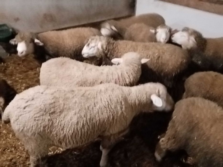 Oi Île de France de carne pentru sacrificat /taiat