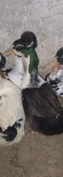 Ratoi mascul motat de vanzare